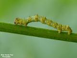 insecten 2022 deel 9